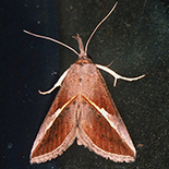 Zelelita tinctalis